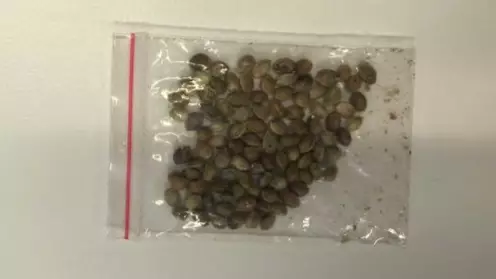 Australians Warned About Mystery Seeds Being Sent From Asia