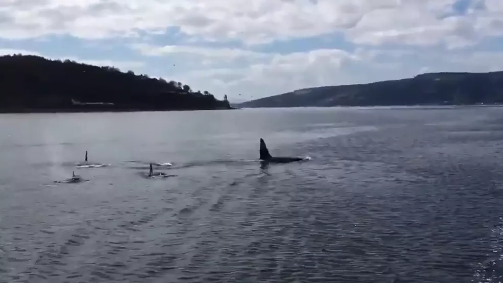 Pod Of Killer Whales Spotted In Scotland 