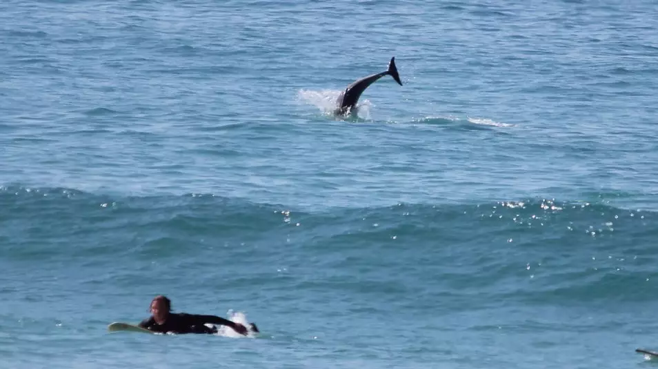 Dolphins Join Surfers In Cornwall And It's Possibly The Best Thing That's Ever Happened