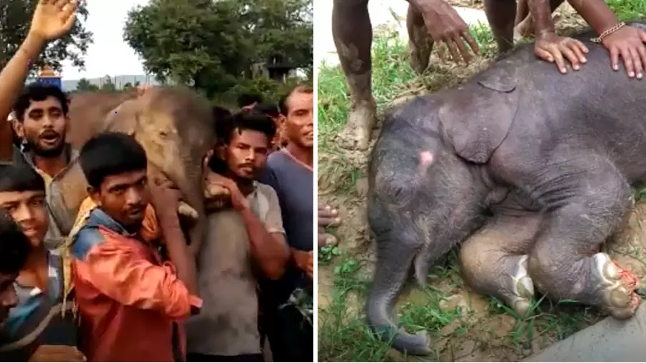 The Moment A Group Of Villagers Carry A Baby Elephant To Safety Will Melt Your Heart
