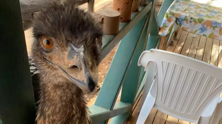 Two Emus Banned From Queensland Pub Over Bad Behaviour