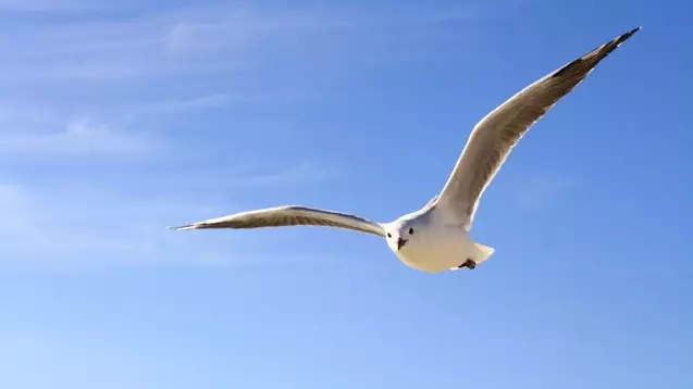 Woman Thinks She's Found ‘Proof’ That Birds Are Battery Powered Drones