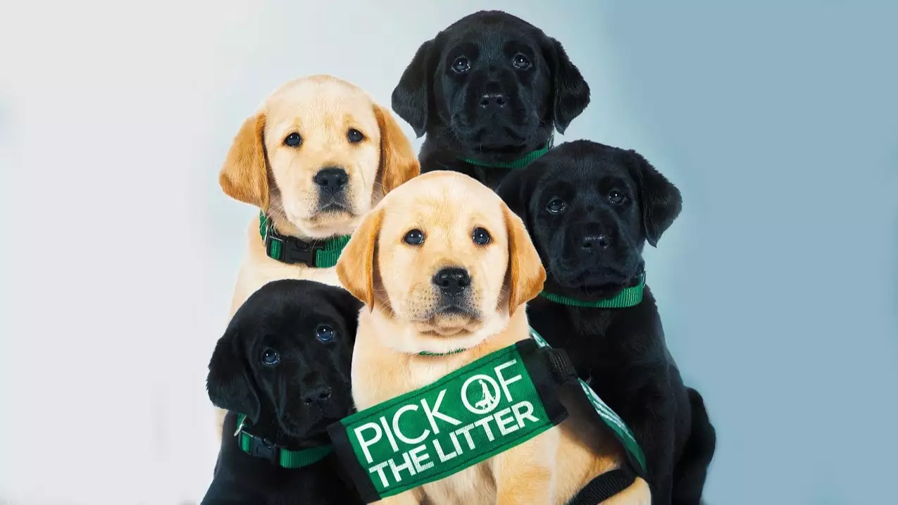 Netflix Guide Dog Film Pick Of The Litter Rated 97 Percent On Rotten Tomatoes