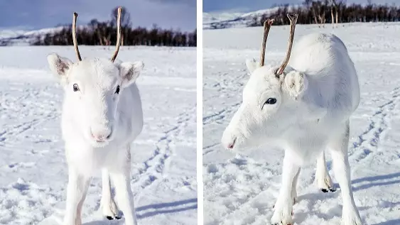 Stunning Rare White Reindeer Spotted 'Posing' For Camera In Norway