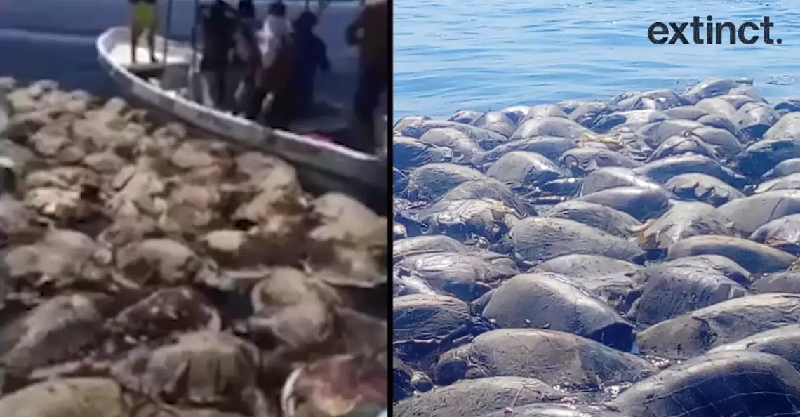 More Than 300 Endangered Turtles Found Dead In Illegal Fishing Net