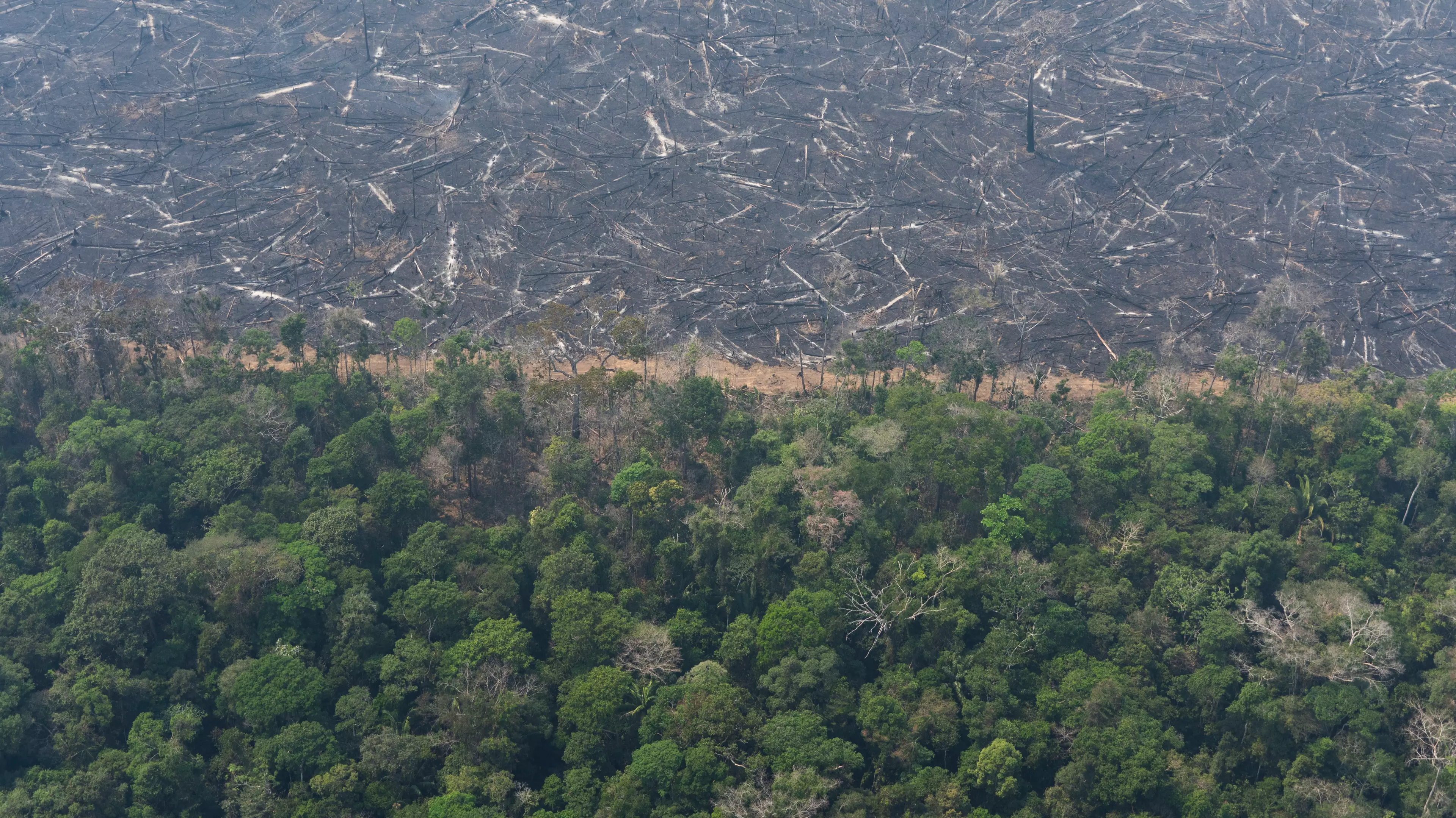 Rainforest Losing Equivalent To 8.4 Million Football Pitches Named  Statistic Of The Decade
