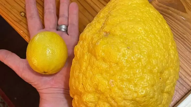 Locals Grow 2.6kg Monster Lemon In West Australia