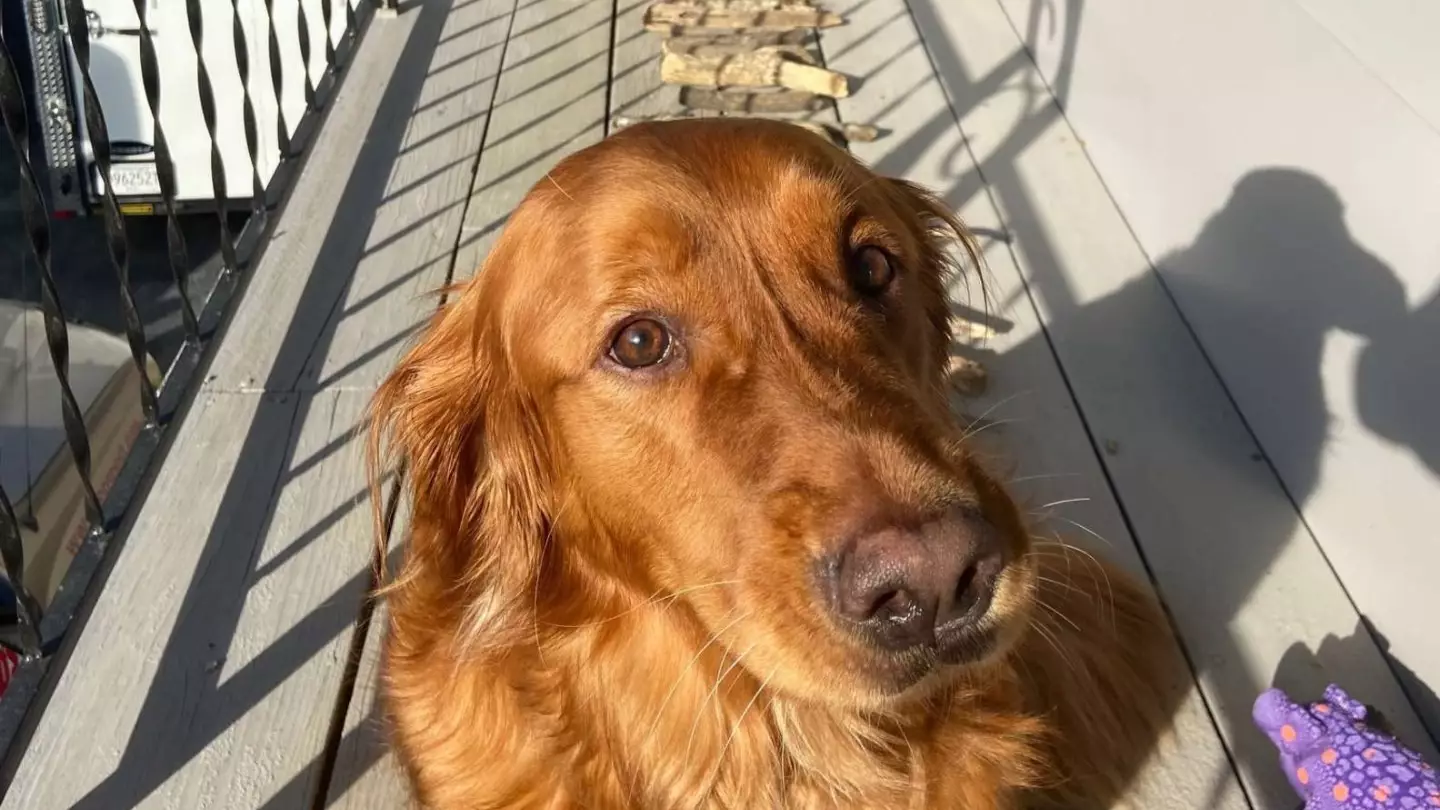 Dog Is ‘Very Proud’ Of His Impressive Stick Collection