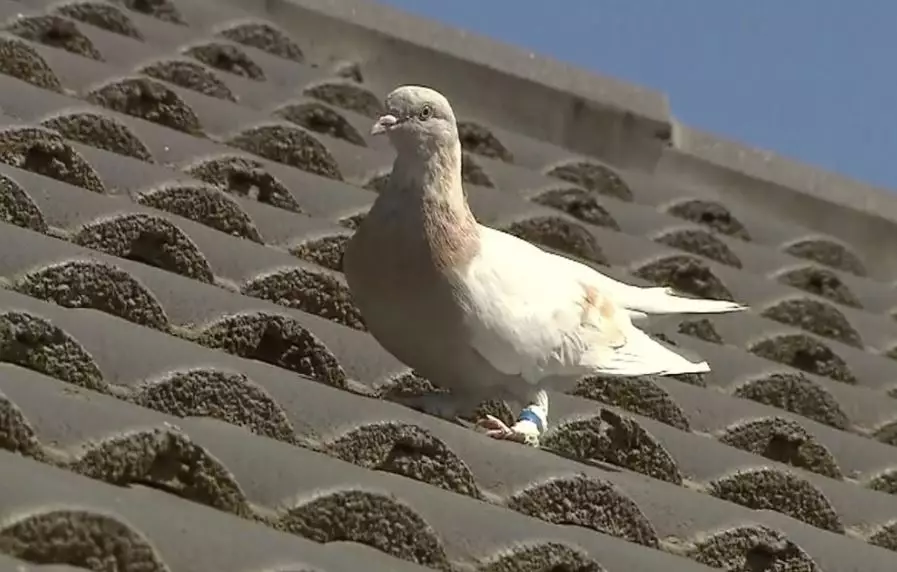 The authorities in Australia are reportedly considering destroying the pigeon.