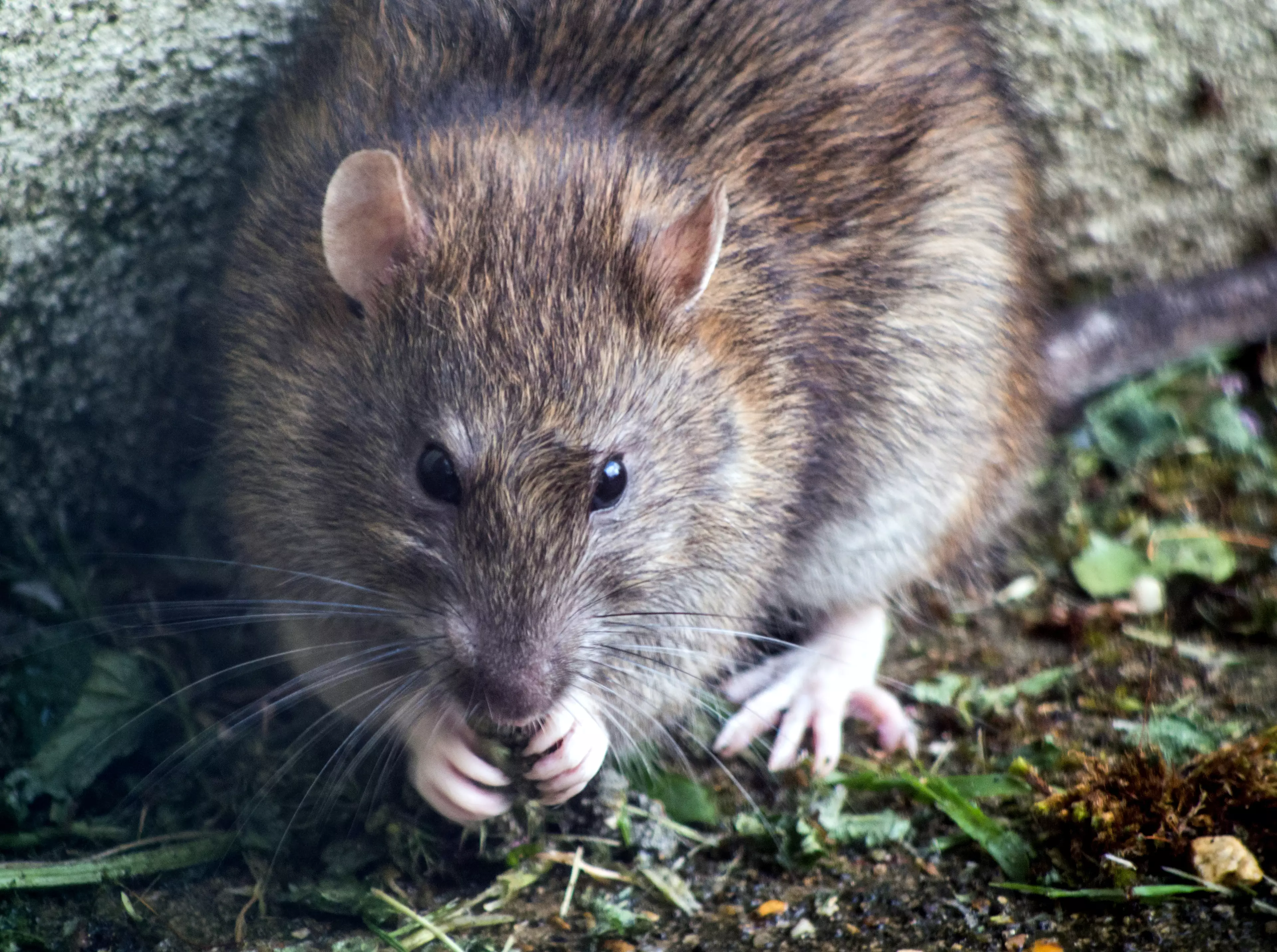 There has been a 22% increase in rat enquiries (