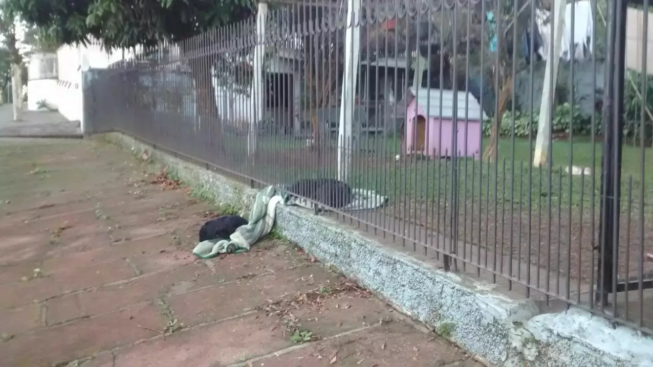 Rescued Dog Drags Blanket Outside So Homeless Dog Could Sleep On It