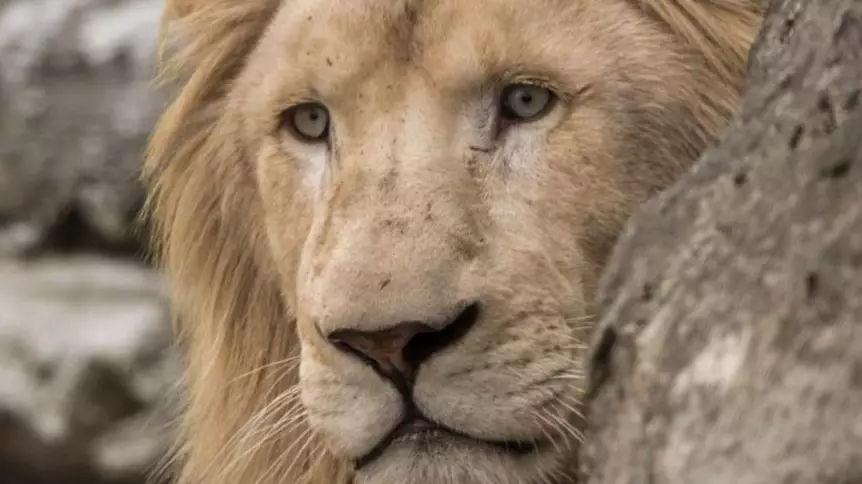 Zookeeper In Critical Condition After Being Mauled By Lion At Australian Zoo