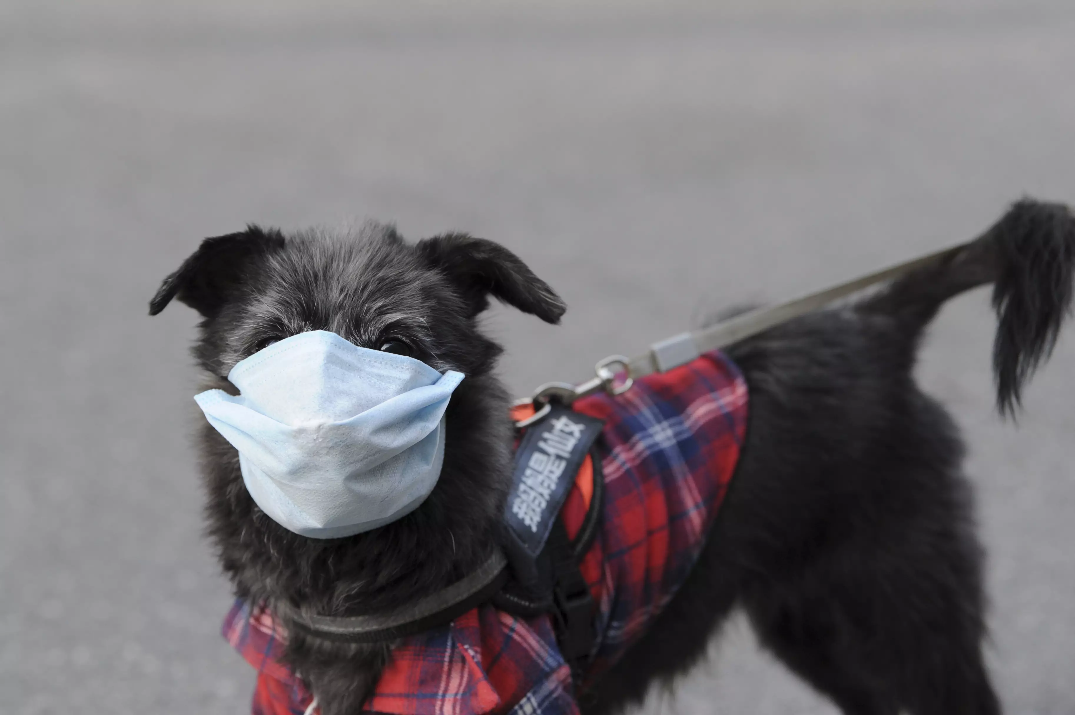 A pet dog goes out for a walk wearing a mask in Hefei, Anhui, China.