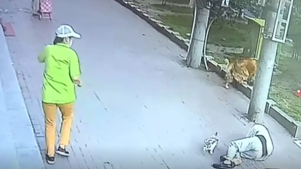 Dog Corners Cat After It Plummets On To Pensioner's Head