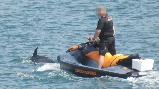 Man On Jet Ski 'Harrassed Pod Of Dolphins' Before Riding Off