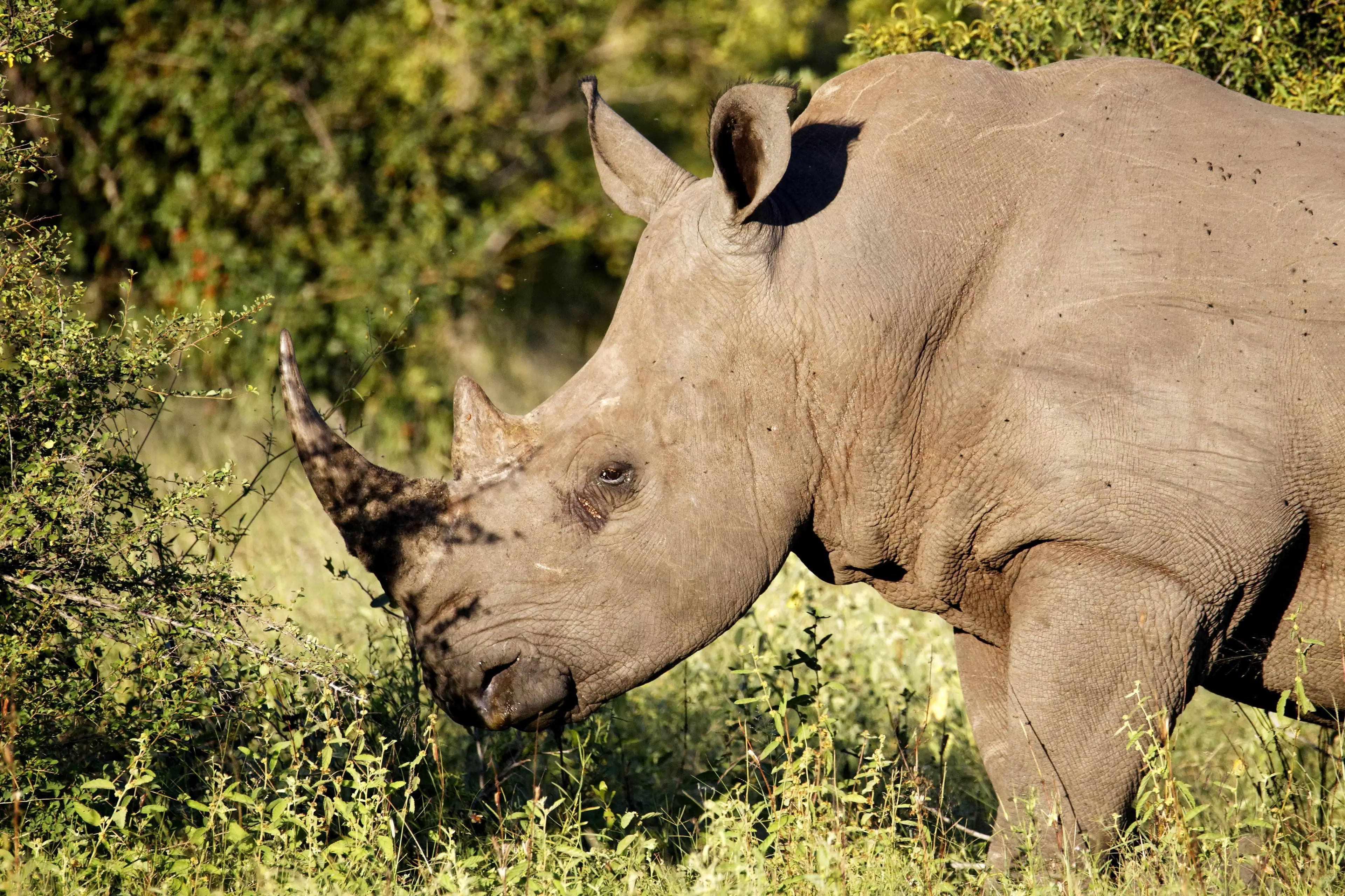 A rhino in Kruger National Park.