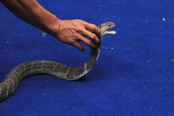 Singer Dies On Stage After Being Bitten By A Cobra During Performance