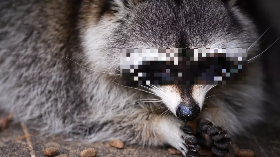 Woman Takes Pet Raccoon To Fire Station Because It's High On Weed