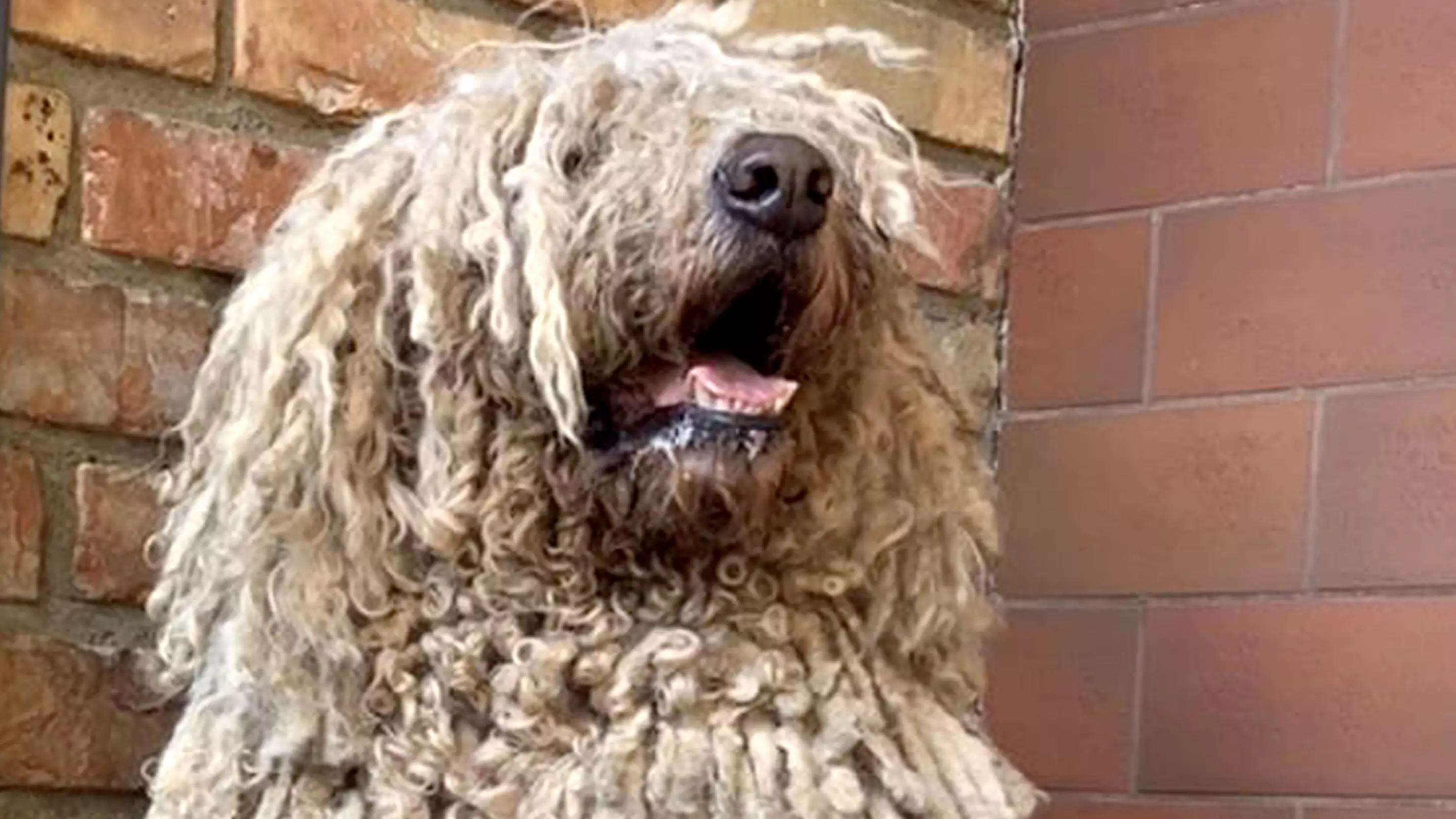 Instagram Is Obsessing Over This Dog That Looks Just Like A Mop 