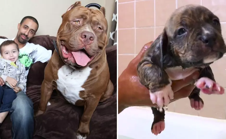 World's Biggest Pitbull, Hulk, Has Puppies That Are Worth $100k