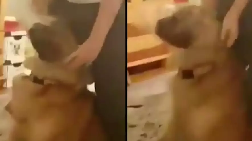 Shocking Footage Shows Girl Putting Plastic Bag On Dog's Head For 'Fun'
