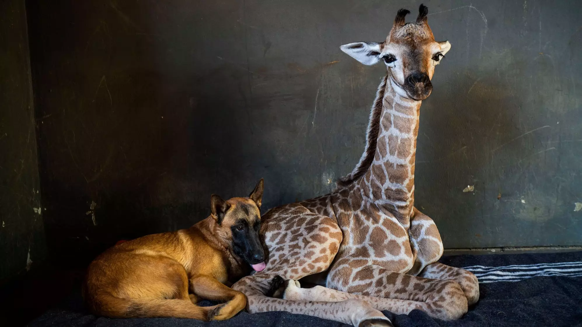 Abandoned Baby Giraffe Befriended By Dog Dies With New BF By His Side