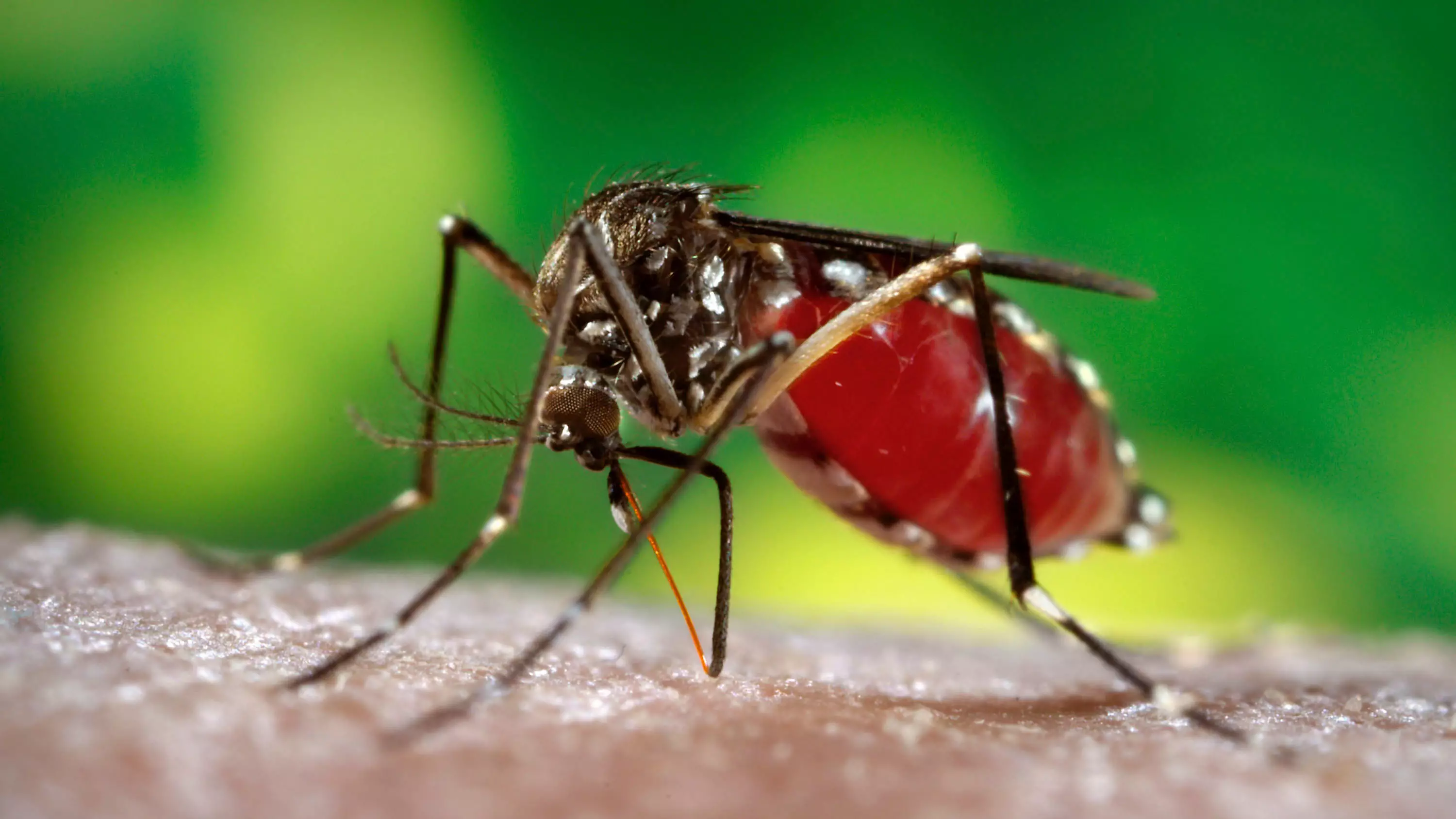 Scientists Discover That Dengue Fever Could Be Transmitted Sexually
