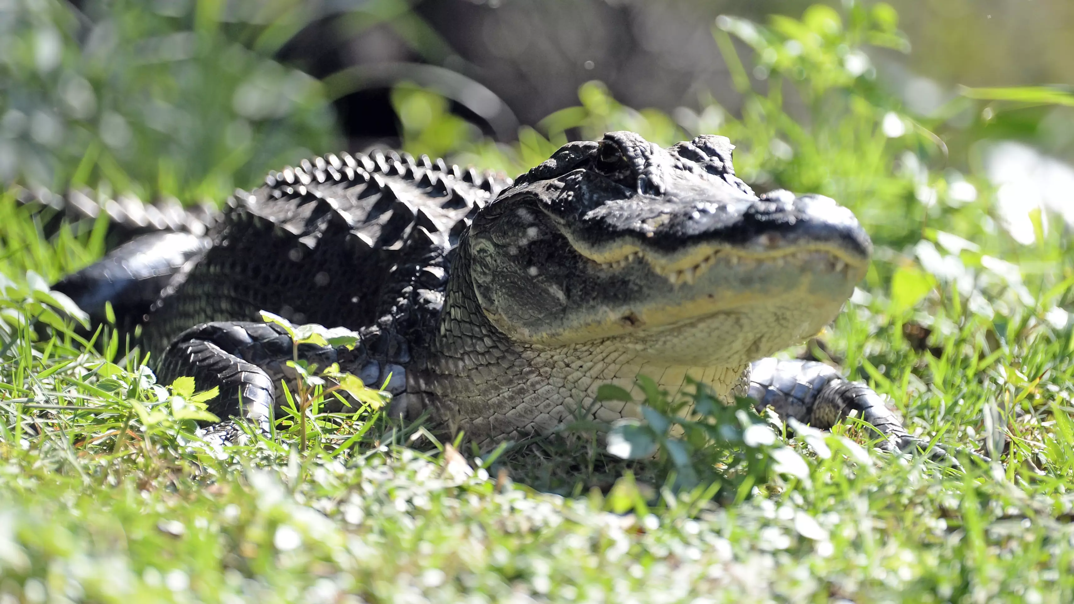 Woman Killed By Alligator After Becoming 'Fascinated' By It 