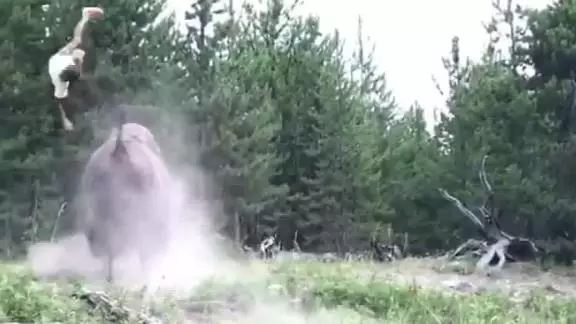 The unidentified nine-year-old was charged by a bison.