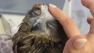 Injured Owl Has Nice Warm Bath While Being Taken Care Of