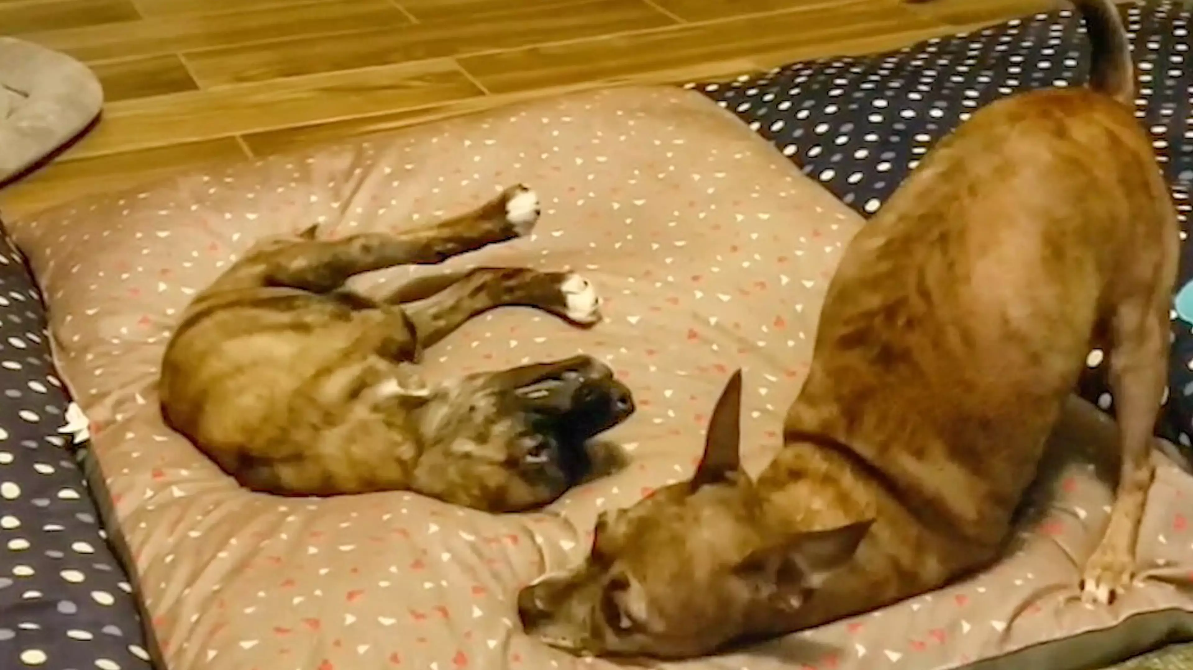 Pair Of Two-Legged Dogs Become Best Mates