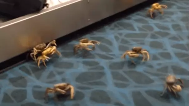 Live Crabs Escape And Cause Chaos At Airport In The Bahamas