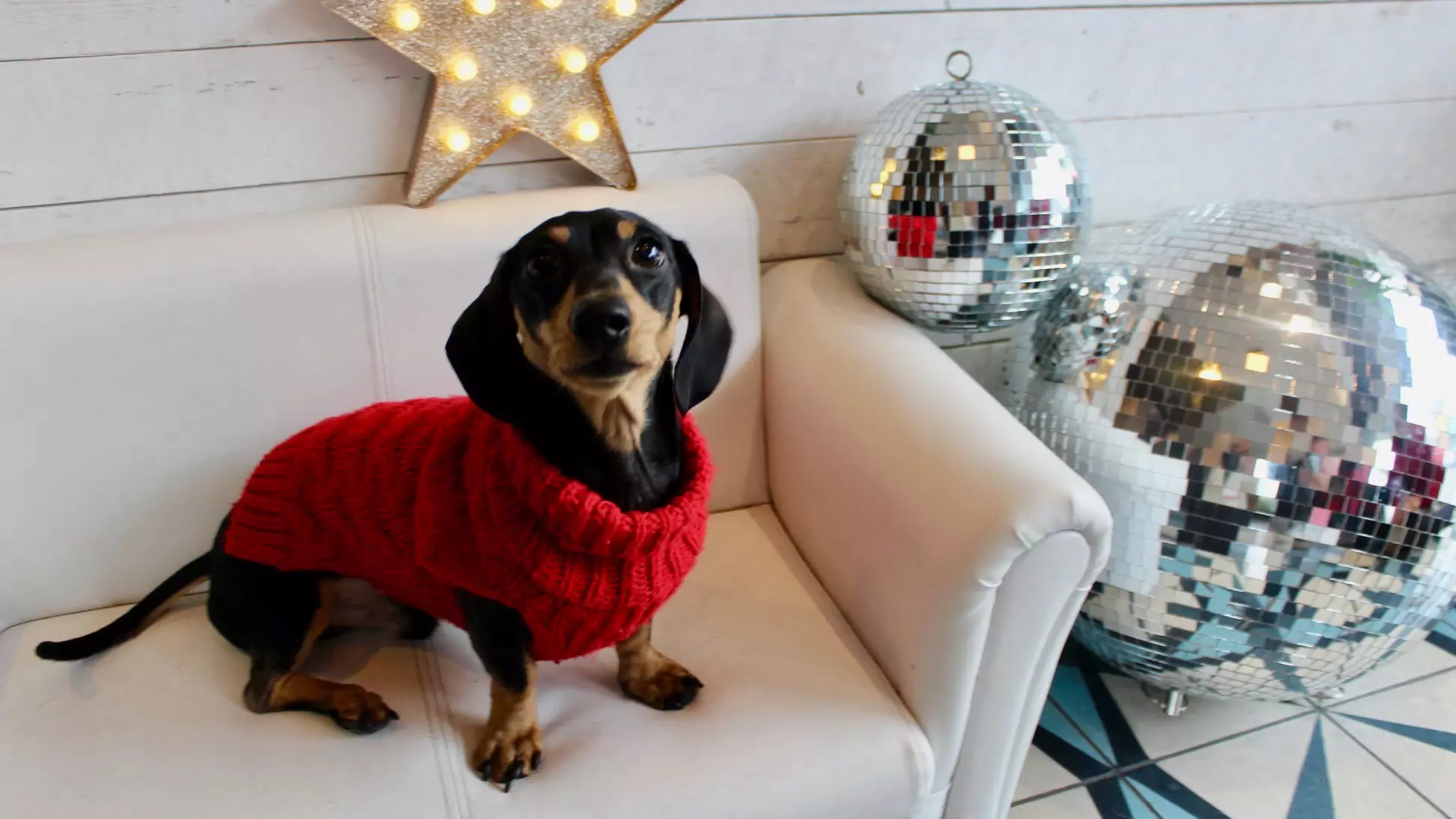 ​A Sausage Dog Disco Is Coming And It Sounds So Much Fun