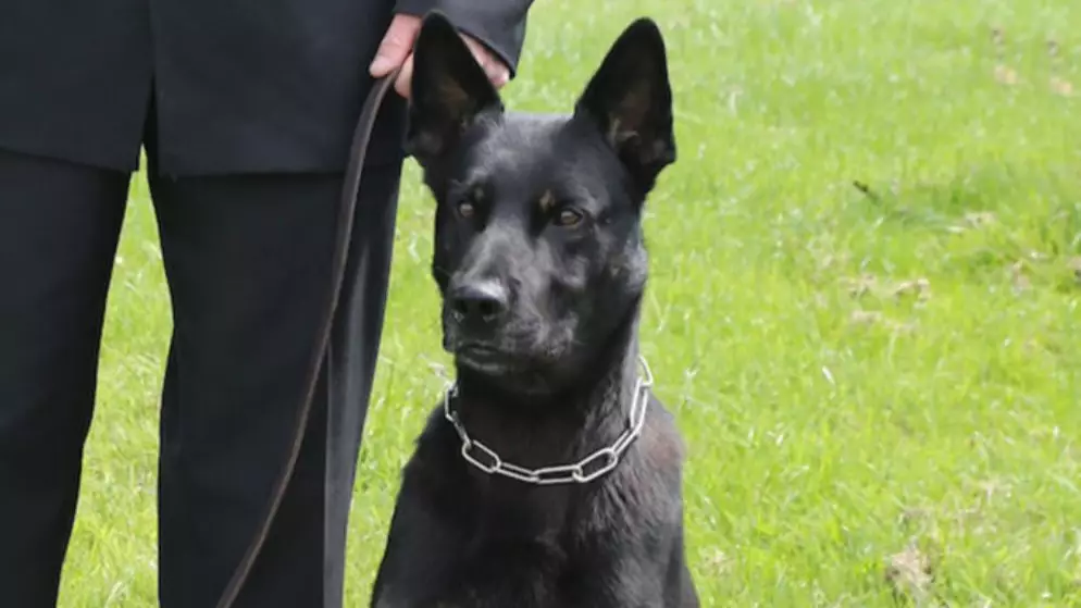 Police Dog Locates Missing Mum And Baby On His First Day On The Job