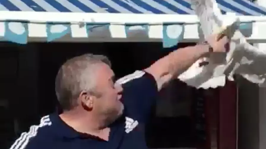Man Punches Seagull When It Tries To Grab His Food