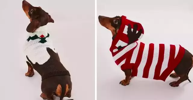 Missguided now has a dog jumpers, too (