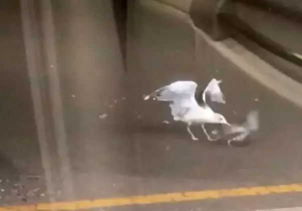 This Bloodthirsty, Cannibal Seagull Ate A Live Pigeon