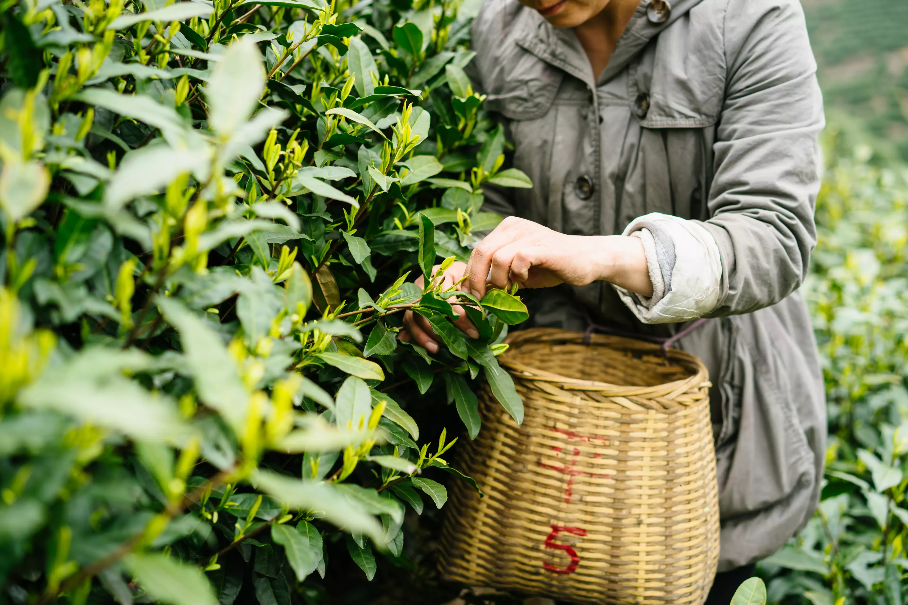 Tea farms' conditions could directly affect the taste of stock, too (