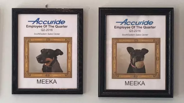 ​Man Who Works At Home Keeps Awarding His Dog 'Employee Of The Quarter'
