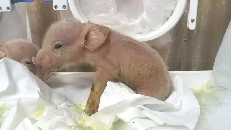 Two Piglets Containing The DNA Of Monkeys Born In Chinese Laboratory