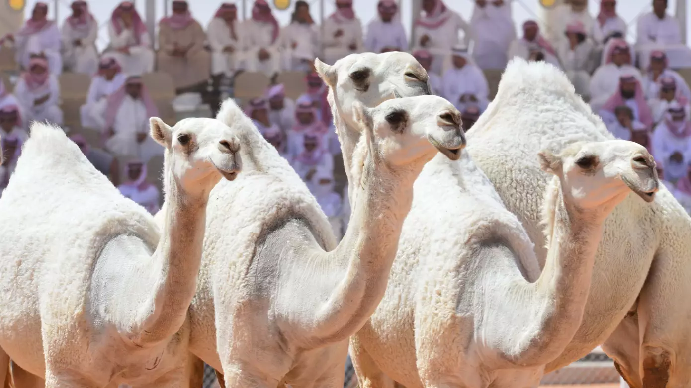Camels Disqualified From Beauty Contest After Having Botox