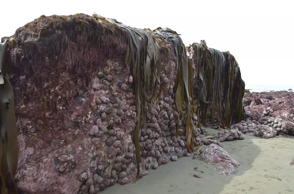 These Photos Of The New Zealand Seabed Pushed A Metre Above Ground Are Shocking