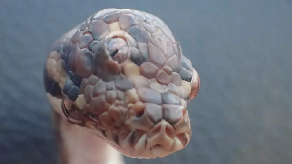 Three Eyed Snake Found In The Northern Territory 