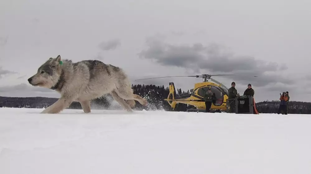 Specialist Canadian Wolves Airdropped Into The USA To Hunt Down Moose