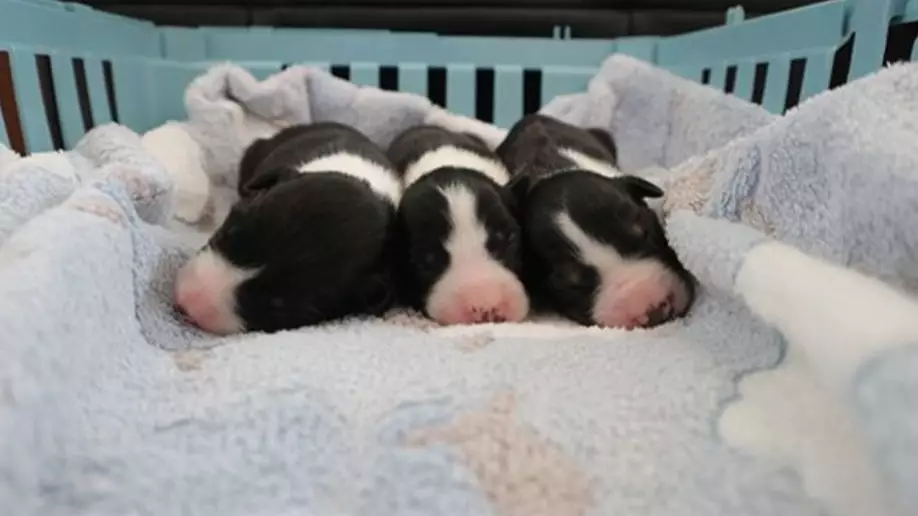 Three Puppies Rescued After Being Abandoned In Plastic Bag
