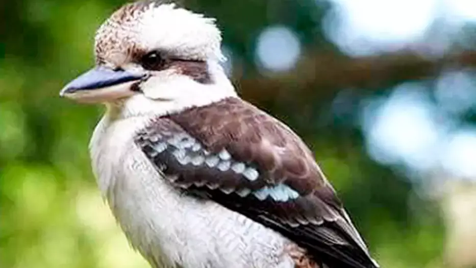 Kevin The Kookaburra Killed After Man At Aussie Pub Ripped The Bird's Head Off