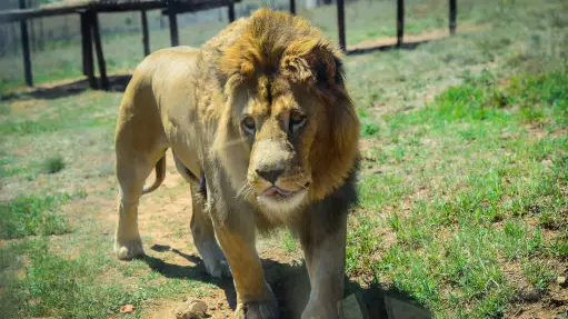 Christian 'Prophet' Has His Arse Torn To Shreds After He Said God Would Save Him From Lions