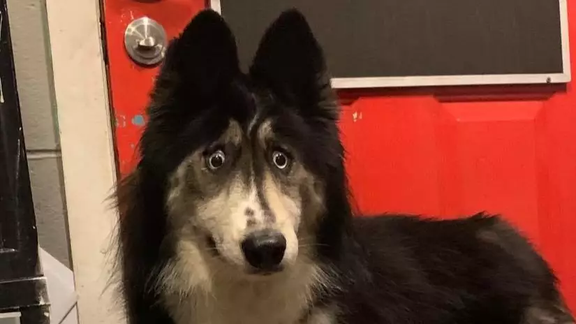 Young Husky Abandoned For Looking 'Weird' Has Been Adopted