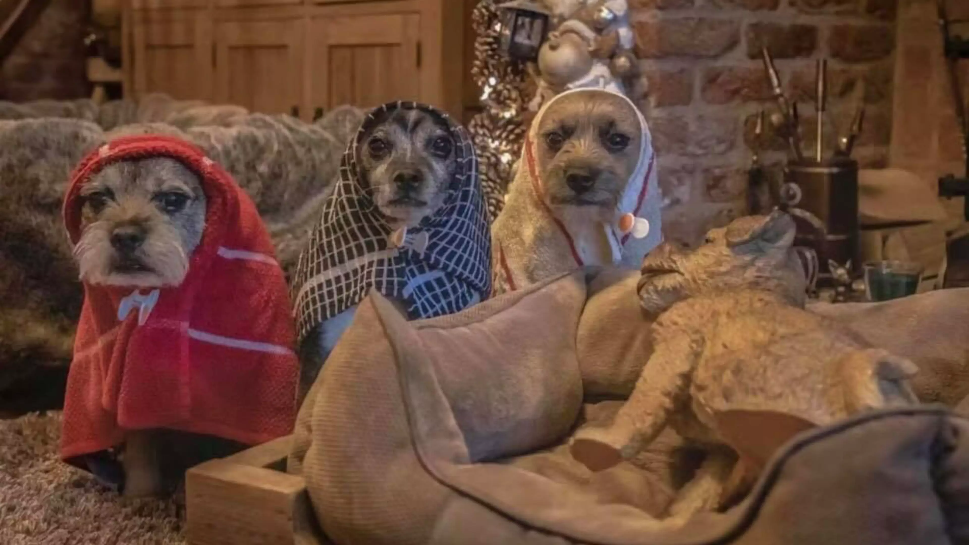 Dogs Pose For Incredible Nativity Scene To Lighten The Mood This Christmas