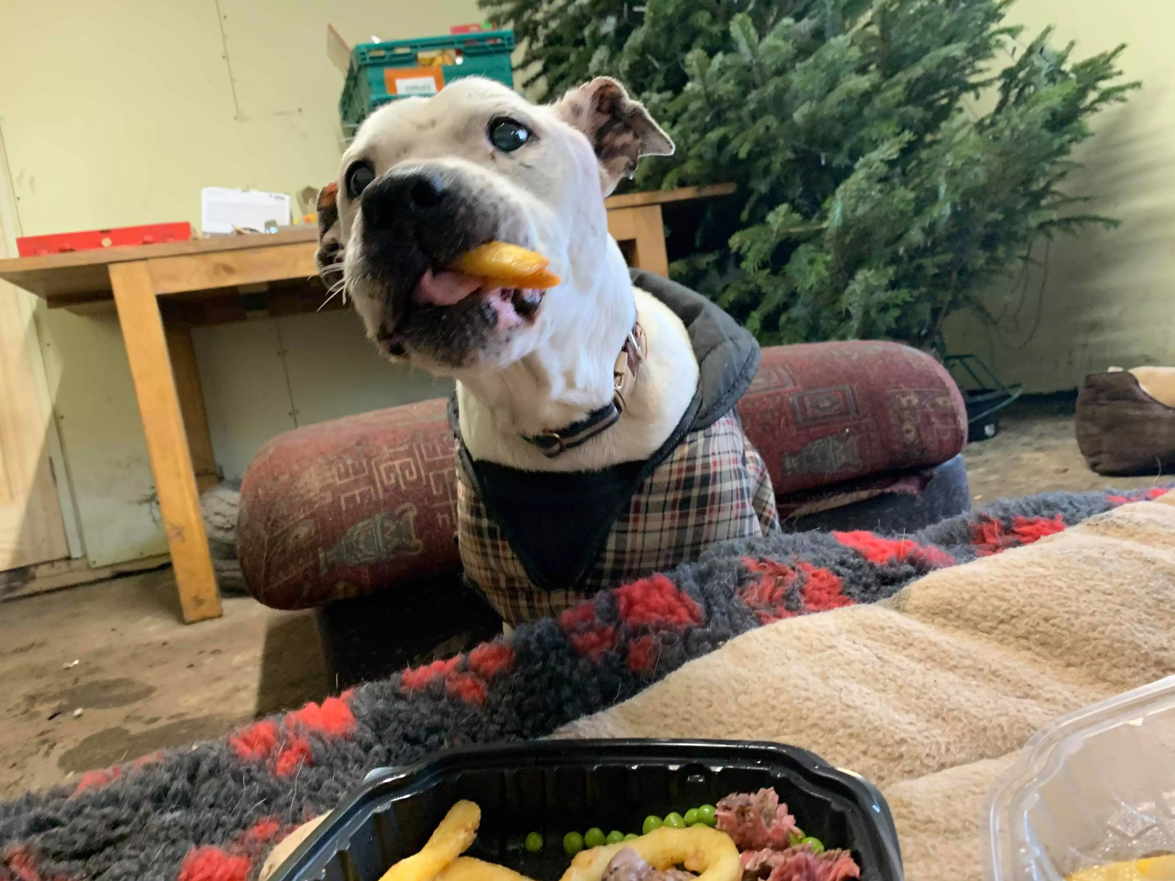 Staff at Dogs 4 Rescue even took him out for dinner (